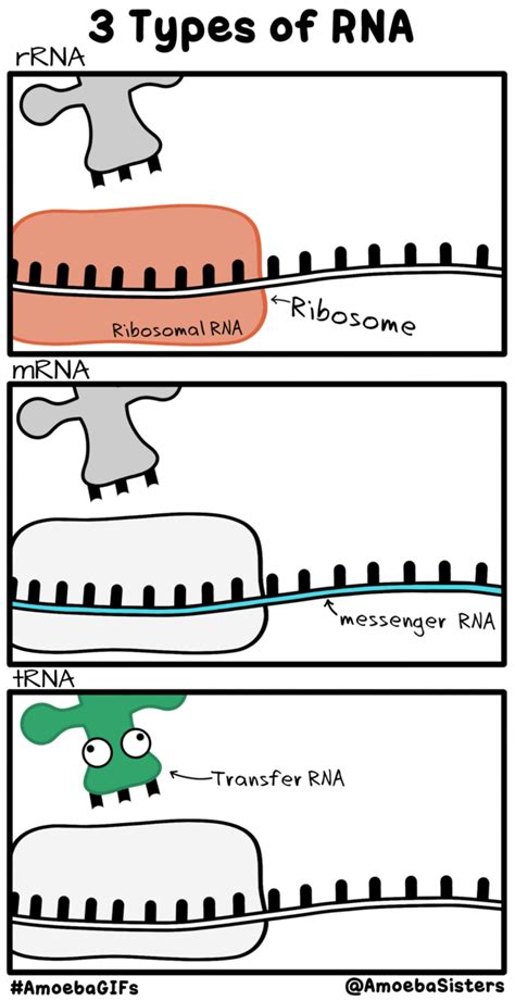 RNA Types GIF (Protein Synthesis) by SarinaSunbeam on DeviantArt