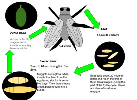 Sione @ Saint Patrick's School: Maggots-life cycle