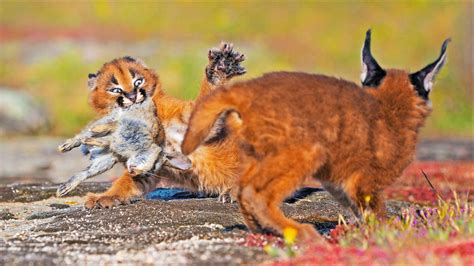 Cute Caracal Kittens Fight Over a Baby Bunny