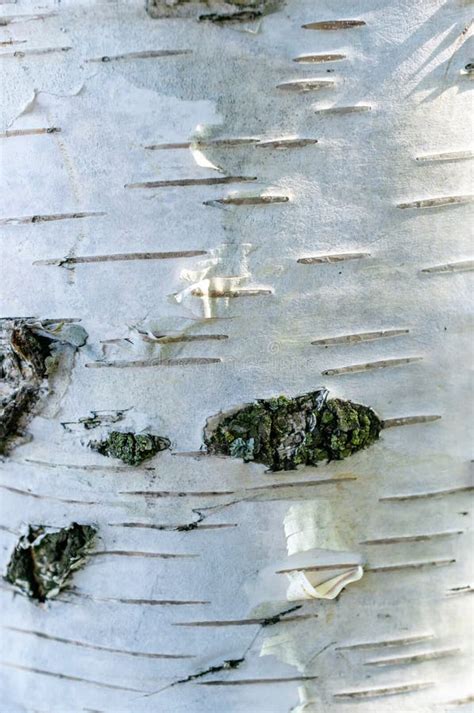 Vertical Shot of the White Poplar Tree Bark with Lines and Patterns ...