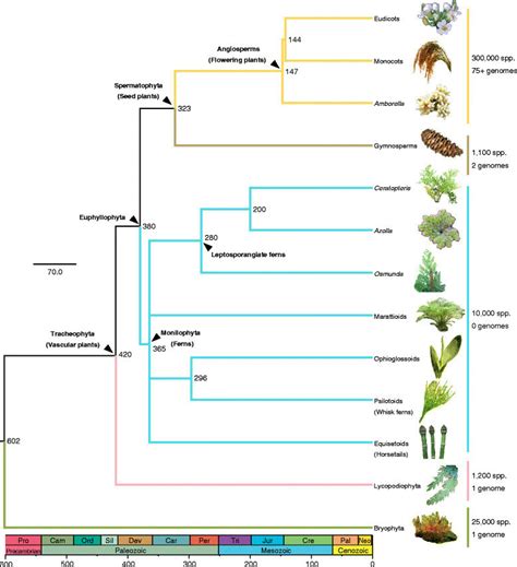 Phylogeny of major groups of land plants. Based on 13151920.... | Download Scientific Diagram