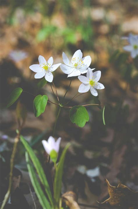 How To Grow Anemones | Winter Garden Landscaping Ideas