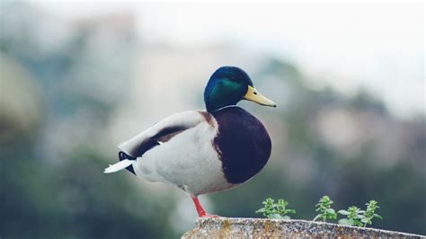 mallard, duck, bird, 4k HD Wallpaper