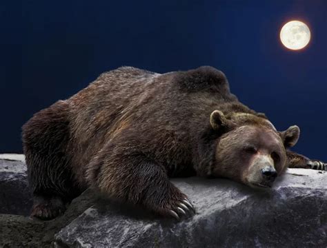 Grizzly bear sleeping Stock Photos, Royalty Free Grizzly bear sleeping Images | Depositphotos®