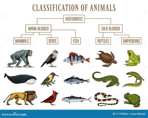 Reptiles And Amphibians Set Of Vector Illustrations | CartoonDealer.com ...