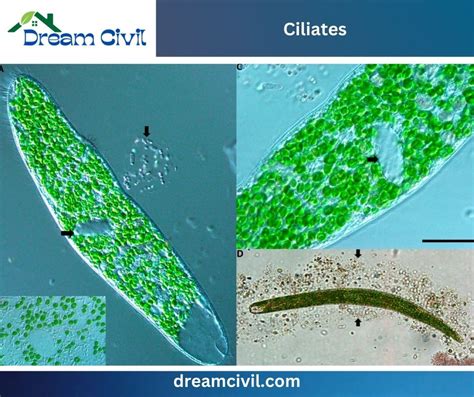 Ciliates - Civil Engineering Dictionary