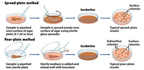 Agar Plate Count Method