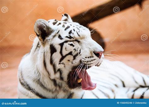 White Bengal tiger roaring stock photo. Image of bengal - 156045246