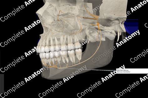 Mental Nerve | Complete Anatomy