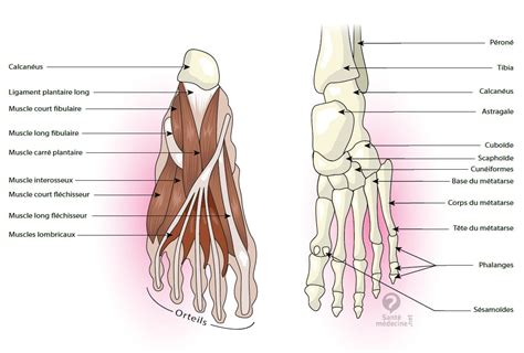 Pied - Définition - Santé-Médecine