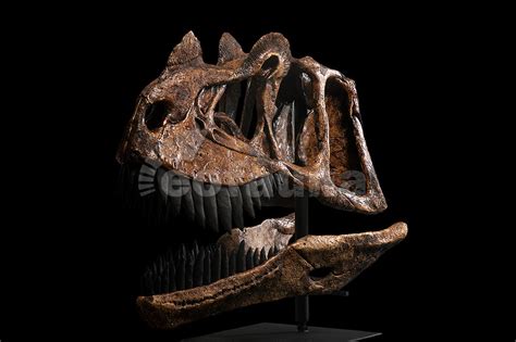 Ceratosaurus magnicornis | EoFauna