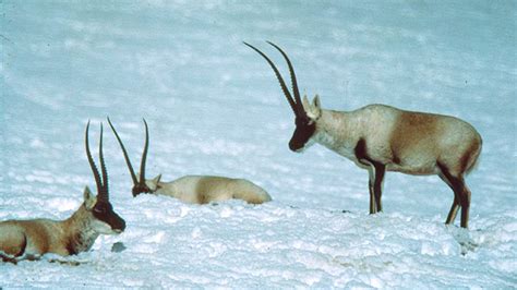 Tibetan Antelope Female