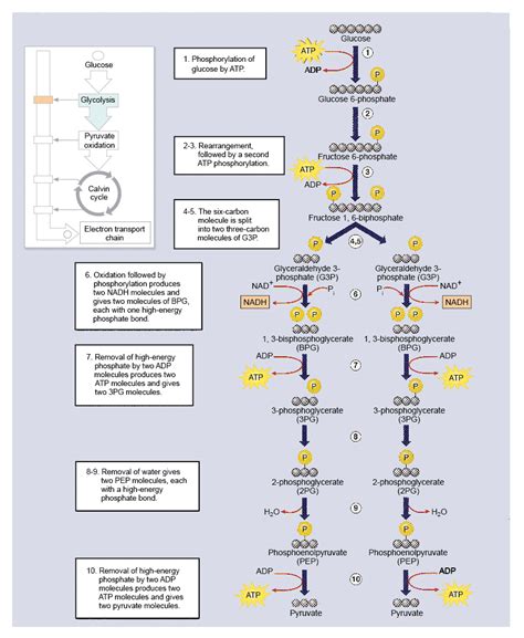 Glycolysis | BIOL 011