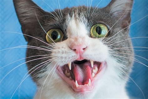 Guest Article: Your Cat Is Meowing Constantly - 7 Reasons Why | KittyCorner