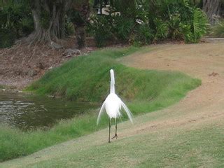 Dunes Golf Course, Sanibel Island, Florida | Dan Perry | Flickr