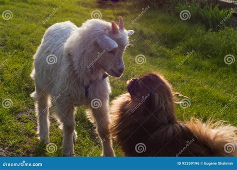 Goat with dog stock photo. Image of friends, playing - 92359196