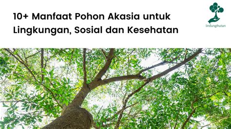 10+ Manfaat Pohon Akasia untuk Lingkungan, Sosial dan Kesehatan