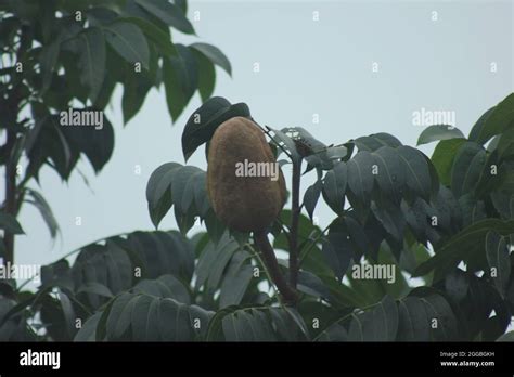 Mahogany Tree Seed Stock Photo - Alamy