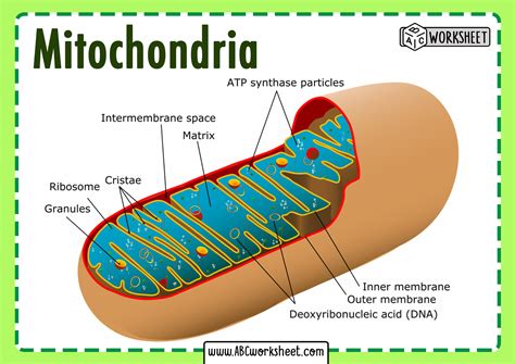 Mitochondria Parts And Functions