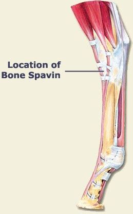 AEC Client Education - Bone Spavin