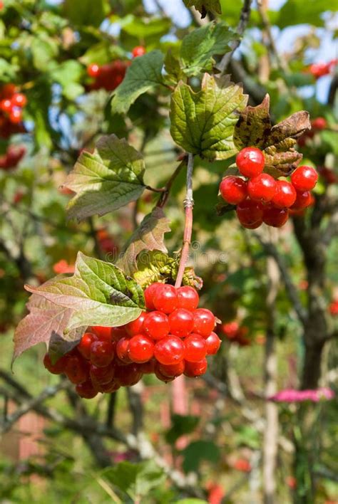 Viburnum berries stock image. Image of vegetarian, agriculture - 11060681