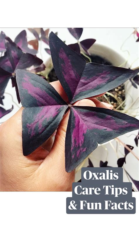 Oxalis care tips fun facts – Artofit