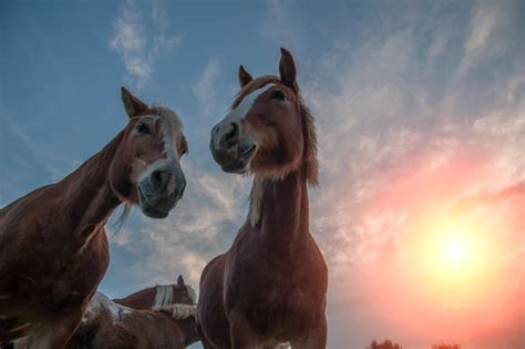 Horse Therapy Images – Browse 5,866 Stock Photos, Vectors, and Video | Adobe Stock