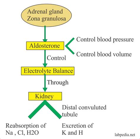 Aldosterone – Labpedia.net