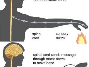 ⭐ What is a simple reflex arc. 12.10A: Components of a Reflex Arc. 2022 ...