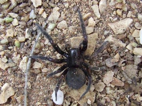 Spiders – Bushwalking 101