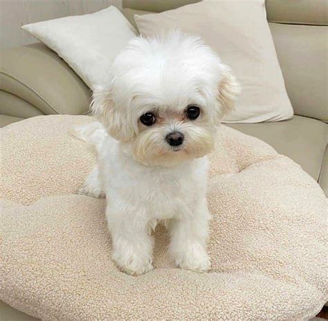 Miniature Maltese puppies for sale