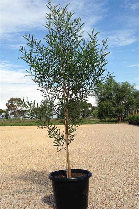 Acacia Melanoxylon - Blackwood - Wholesale Trees | Hillywood Tree Nursery