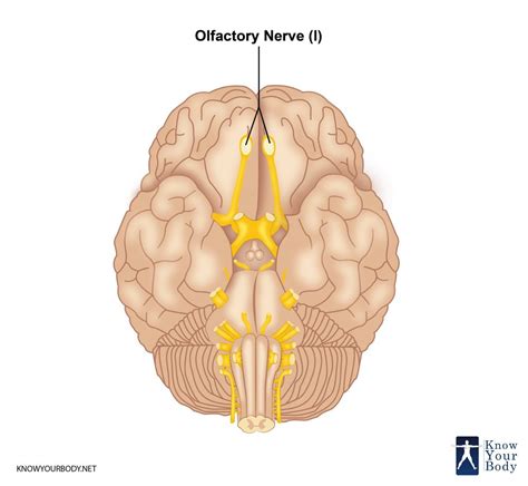 Olfactory Nerve - Function, Location, Related Conditions and FAQs