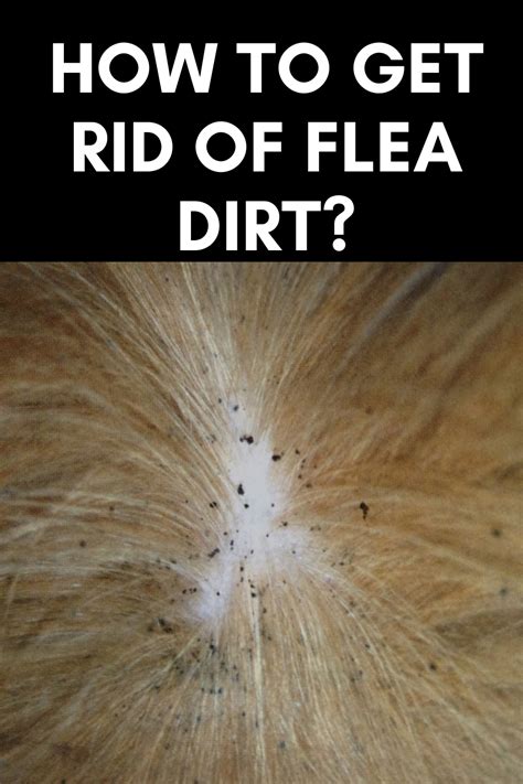 How to get rid of flea dirt ? | Flea shampoo for dogs, Flea remedies, Fleas