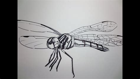 How To Draw A Dragonfly - YouTube