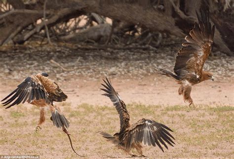 The West Awake: Photos: Eagles V Deadly Snake