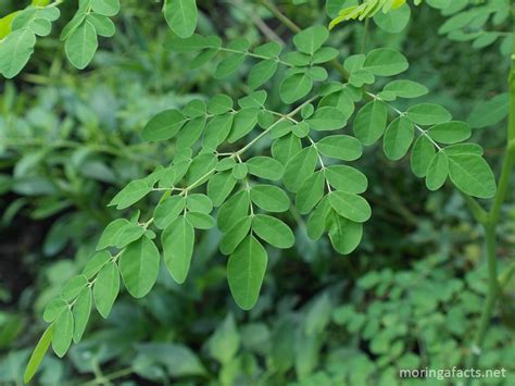 Study Shows Moringa Oleifera Scores Highest Antioxidant Content in Food ...