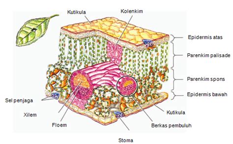 5 Bagian-bagian Akar Monokotil Dan Dikotil - DosenBiologi.com