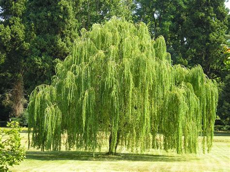 Trees Planet: Salix babylonica - Babylon Willow - Weeping Willow Trees ...