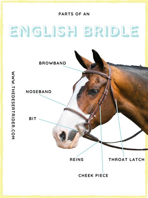 Parts of an English Bridle printout - free to download | English bridle ...