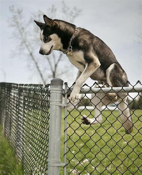 yard fences for dogs that jump | Dogs Climbing and Jumping Dog Jumping Fence, Dog Fence, Dog ...