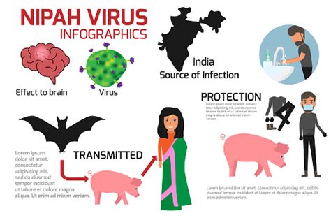 Nipah Virus Infographics Is A Newly Emerging Zoonosis That Causes Severe Disease In Both Animals ...