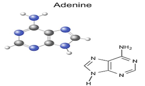 Adenine: Structure, Properties, Functions