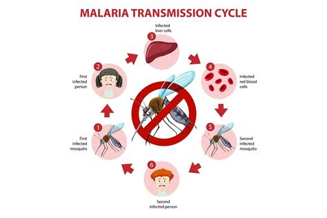 Malaria Causes, Symptoms, and Treatment - Regency Medical Centre