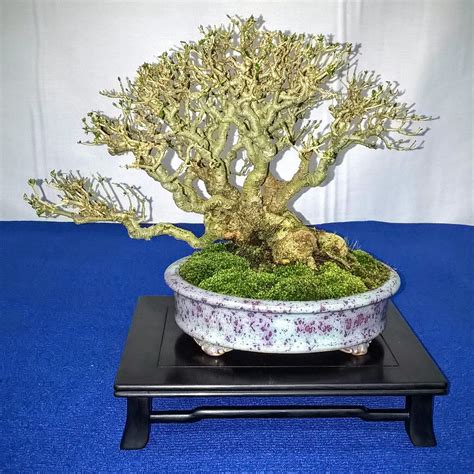 Bespoke Bonsai Stands: Bespoke Bonsai Stands in use at the 2016 ...