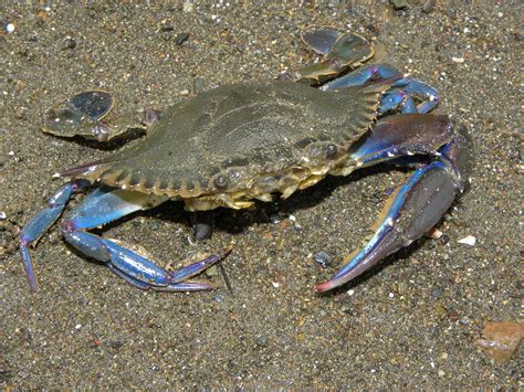 Blue Crab (MatBio: CRABS, SHRIMPS, JELLYFISH, SEA STARS & OTHERS - Matanzas Biodiversity ...