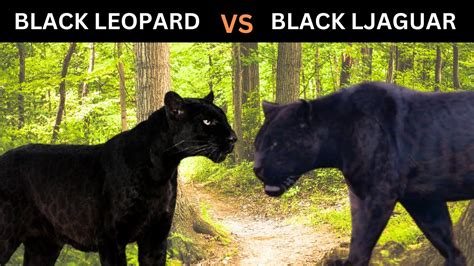 Black Leopard VS Black Jaguar Which one would Win? [Black Panther Battle] - YouTube