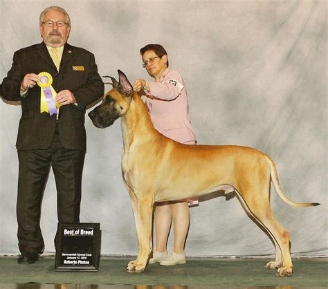 Marmaduke & My Dogs - Daynakin Great Danes, LLC