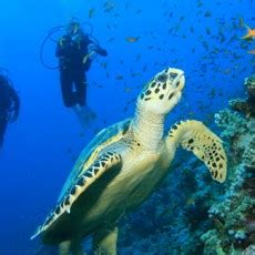 Scuba diving | Top 10 spots - SanAndres-Colombia.com