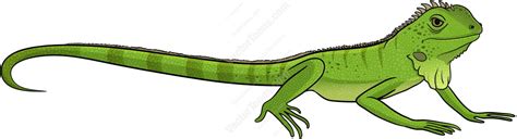 Free Green Iguana Cliparts, Download Free Green Iguana Cliparts png images, Free ClipArts on ...